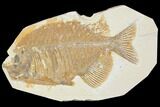 Bargain, Fossil Fish (Phareodus) - Green River Formation #119448-1